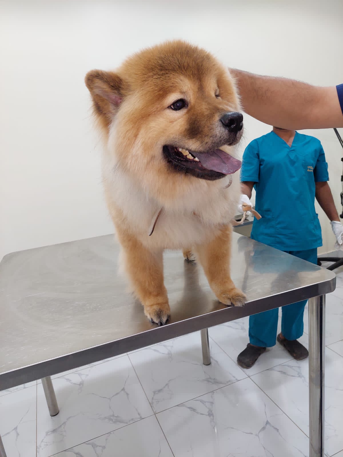 عيادة عالم الحيوان البيطرية - صورة 2