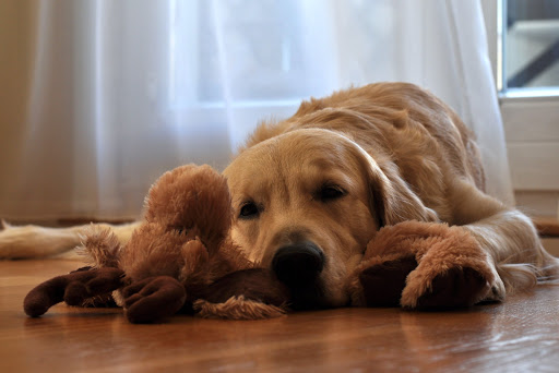 Life Quality Pet Care