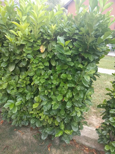 Photos of Apartments Corina