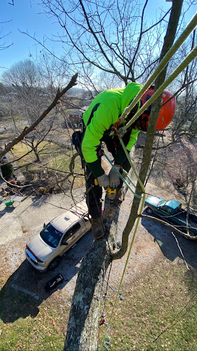 Straight Cut Tree Services