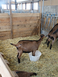 Photo n°29 de Chèvrerie Au Cœur de Montjoie à Saint-Gervais-les-Bains (Fabricant de fromage)