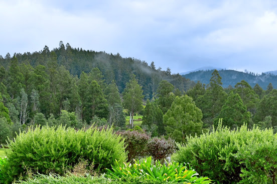 Maydena Mountain Cabins & Alpacas by null
