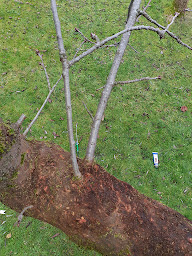 Photo n°19 de MAO Artisan à Claye-Souilly (Jardinier)