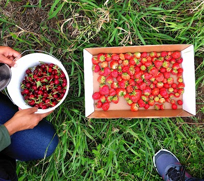 Berry Patch Farm