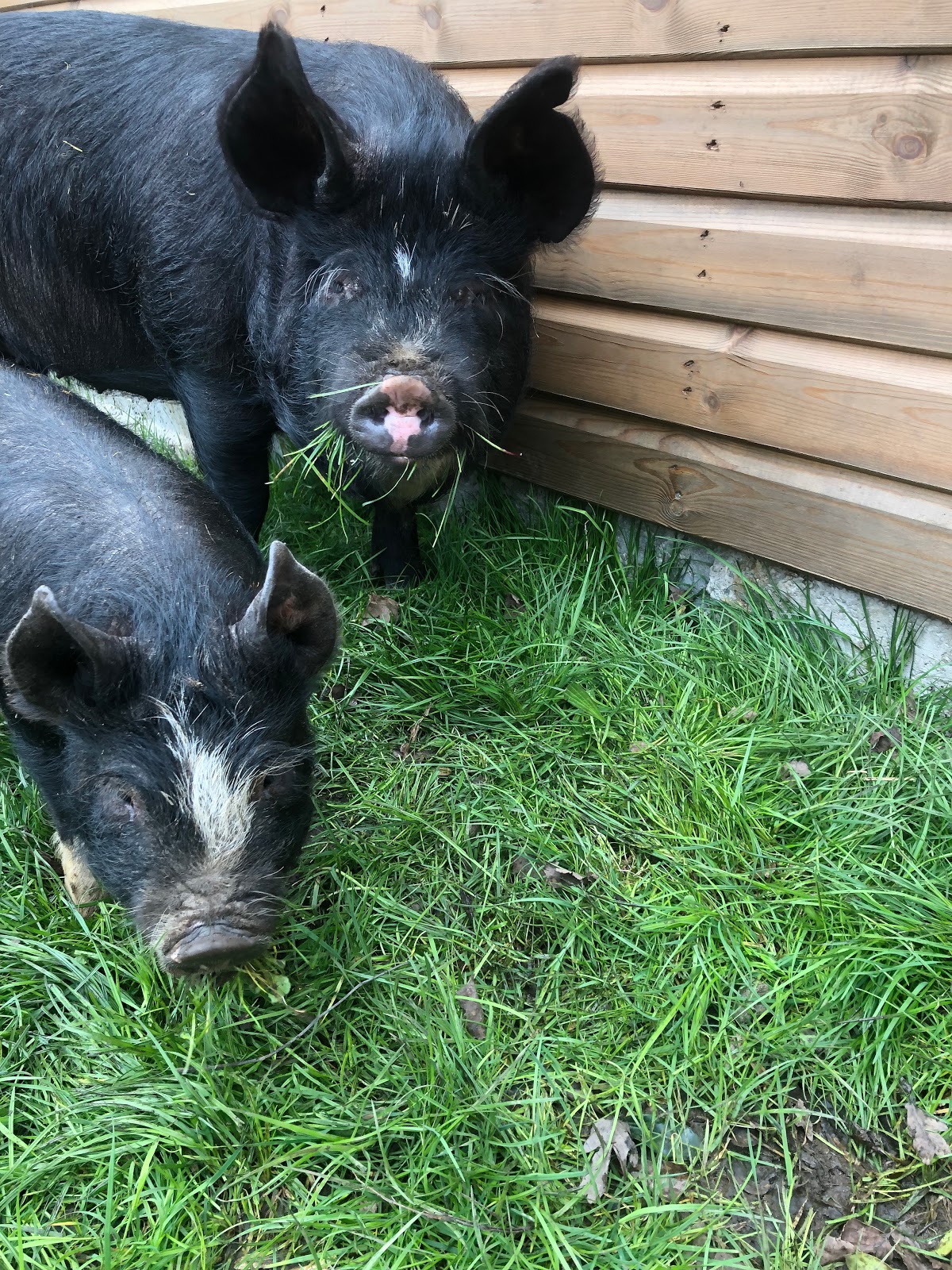 Forest Meadow Meats