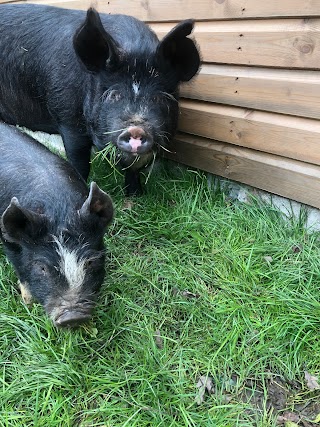 Forest Meadow Meats