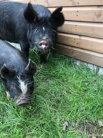 Forest Meadow Meats