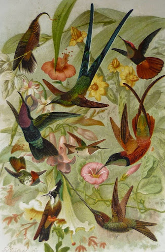 Primrose Prints