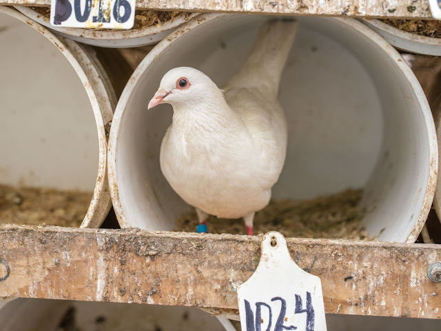 Devils Gulch Ranch by null