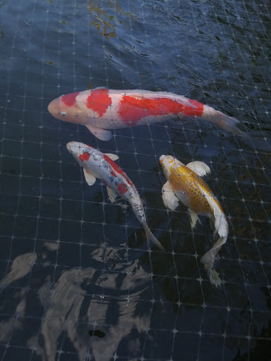 Florida Koi - Visual