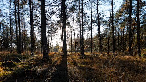 Wallebos - Thumbnail