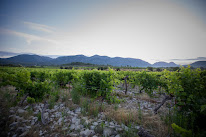 Domaine de Blancardy - Vin & Oenotourisme à Moulès-et-Baucels