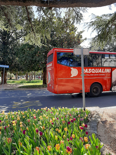 Buses Pasqualini (S.R.L.) - Visual