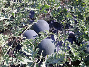 Photo n°4 de Ferme des Grands Chênes à Les Lucs-sur-Boulogne (Maraîcher)