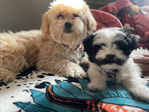 Adams County Animal Hospital Gallery - United States
