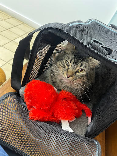 Ross Hospital for Animals - Thumbnail