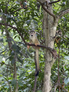 Monkey Jungle by null