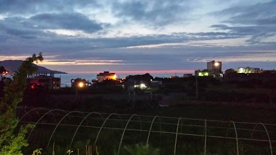 Photos of Palmier D'Or