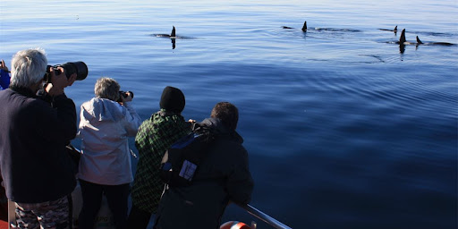 Arctic Whale Tours - Andenes