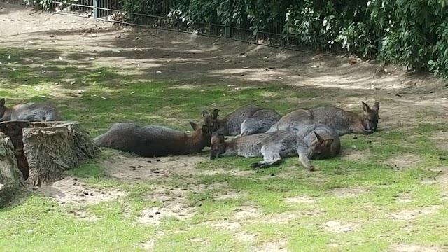Enclos des Wallabies