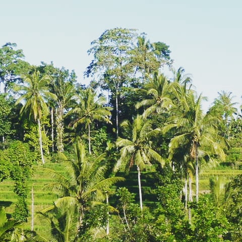 Rice Fields