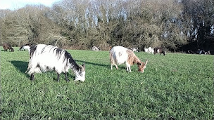 Photo n°3 de Auprès de mes chèvres à Pluvigner (Magasin bio)