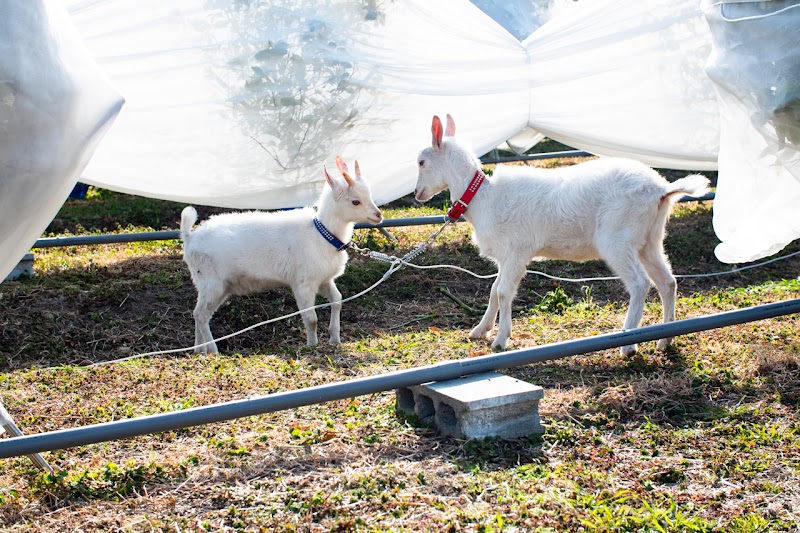 ヴェリタス株式会社