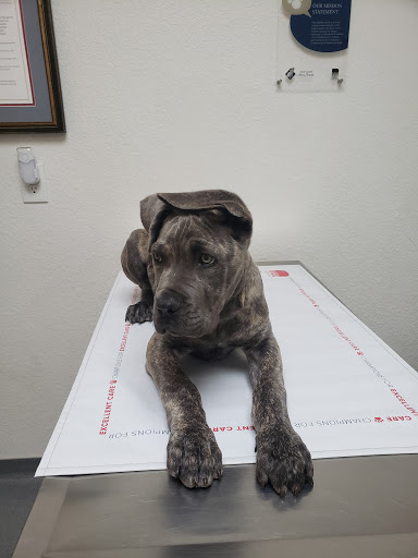 South County Animal Hospital - Thumbnail