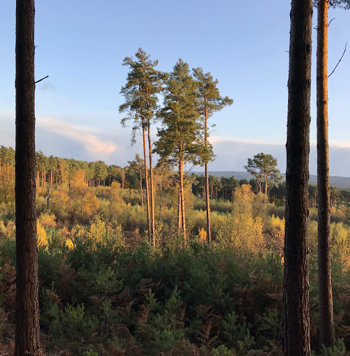 Parking layby for RSPB Farnham Heath