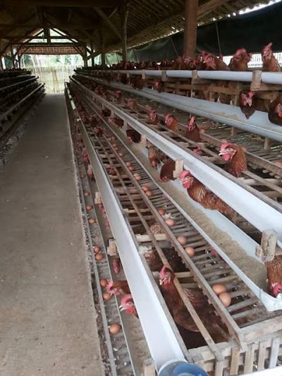 Photos of Peternakan Ayam Petelur "Lelo Farm"