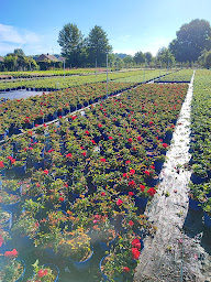 Photo n°15 de Plant Services à Carlepont (Pépiniériste en gros)