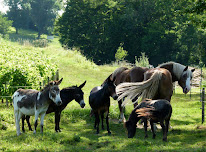 La Ferme à Roulettes à Saint-Vivien