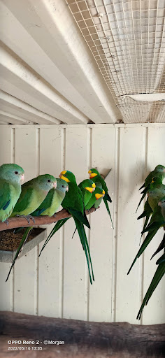 Birds 'N All Gallery - Australia