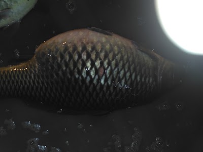 Photos of Pasar Iwak