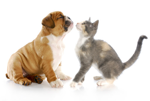 4 Paws Veterinary Hospital - Thumbnail