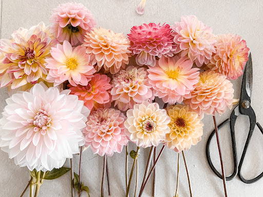 Blush Flower Hut Ltd - Thumbnail