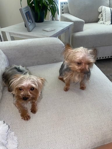 Paws and Whiskers Boutique and Spa - Thumbnail