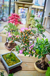 Photo n°17 de Le Petit Arbre à Saint-Maur-des-Fossés (Fleuriste)