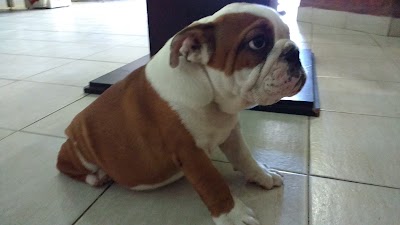 Photos of veterinaria santa rita