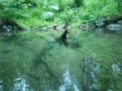 Fish Viewing Center