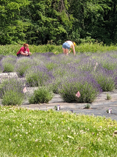 Lavender Life of Pleasant Hill - Thumbnail