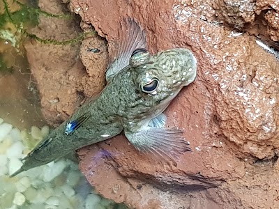 Photos of Acquapet Sabino