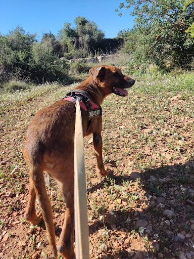 SPAC Protectora d'Animals de Torredembarra Gallery - Spain