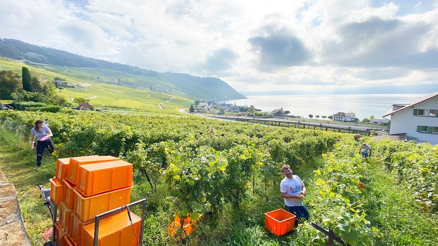 Domaine Jean Duboux by null