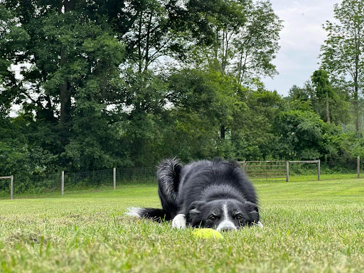 Great Fields Kennel - Thumbnail