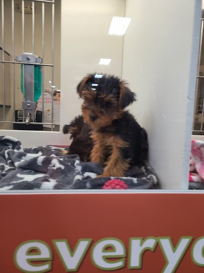 Petland St. Louis