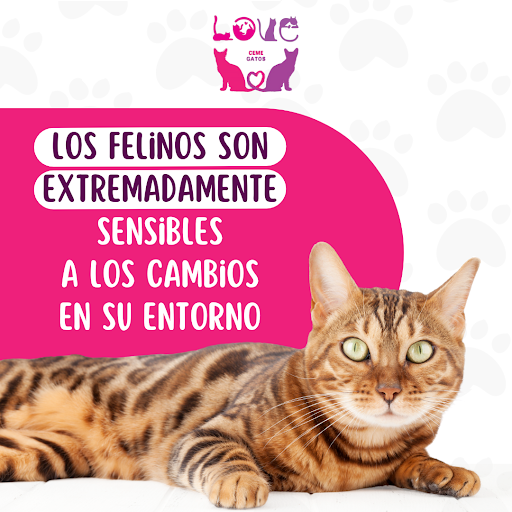 CEME Gatos Xoco