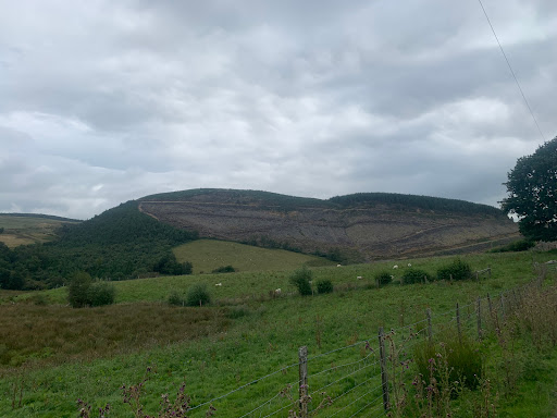 Dyfnant Forest - Thumbnail