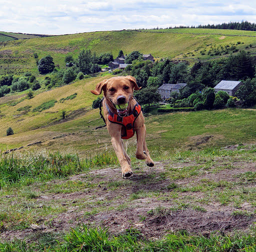 My Dog Field - Thumbnail