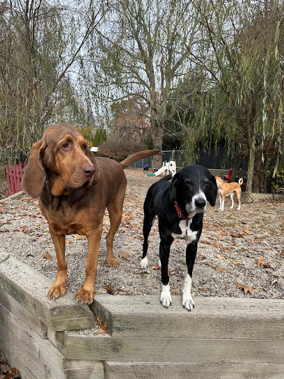 Unleashed Doggy Day Care